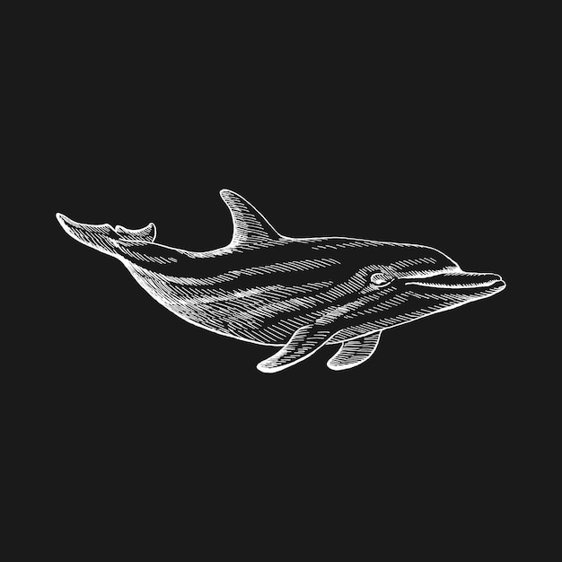 Dolphin Hand drawn illustration converted to vector Vector with animal underwater