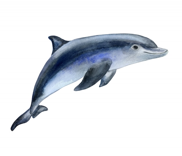 Vector dolphin in watercolor