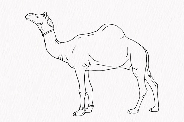 Disegno della linea animale domestico cammello per contorno qurbani