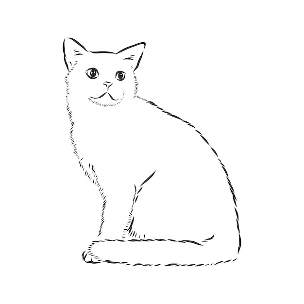 Domestic cat realistic vector sketch illustration the sign of the cat