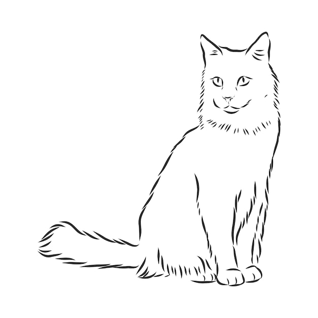 Domestic cat realistic vector sketch illustration the sign of the cat