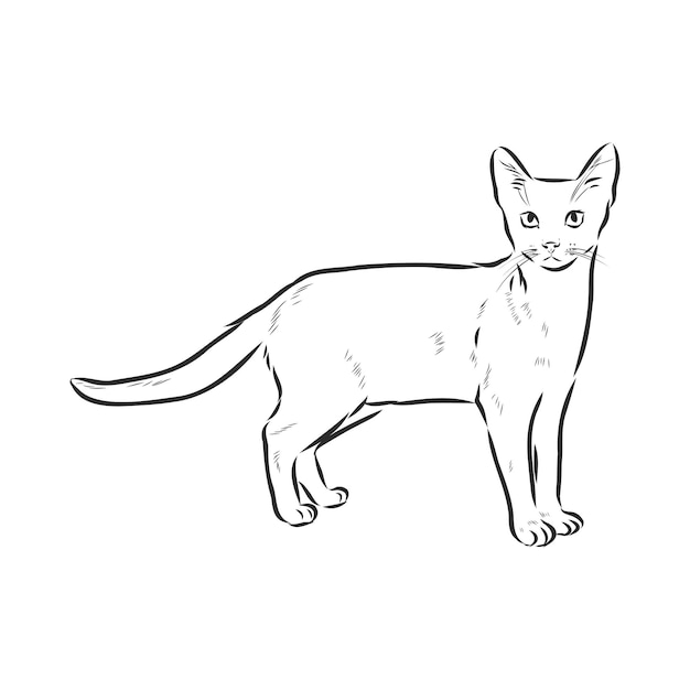 Domestic cat realistic vector sketch illustration the sign of the cat