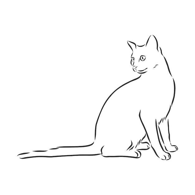 Domestic cat realistic vector sketch illustration the sign of the cat