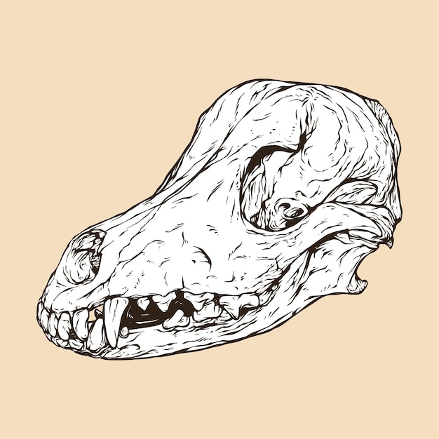 Illustrazione vettoriale della testa del cranio del cane domestico