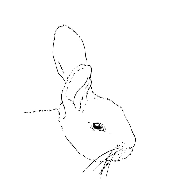 Domestic dwarf rabbit hare pet doodle linear cartoon coloring