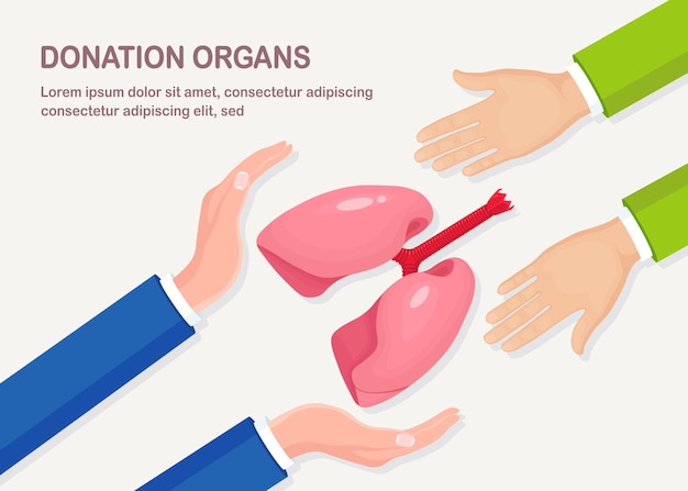 Donatie-organen. de handen van de arts houden de donorlongen vast voor transplantatie