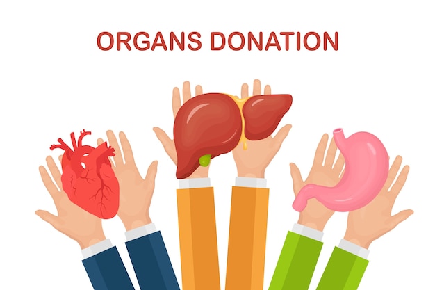 Organi di donazione. le mani dei medici tengono lo stomaco, il cuore e il fegato del donatore per il trapianto. aiuti volontari Vettore Premium