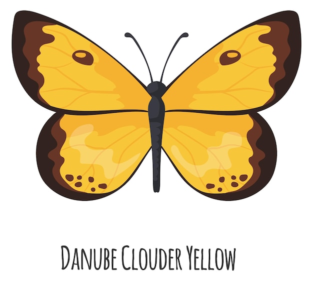 Donauwolker Gele vlinder Zomer heldere nachtvlinder