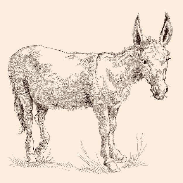 Vector donkey in the grass.