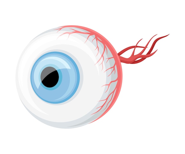 Vector donor eye organ with optic nerve for transplantation vector illustration