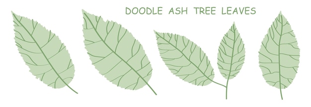 doodle asboombladeren geïsoleerd op witte achtergrond Herfst gevallen bladeren van asboom Vector