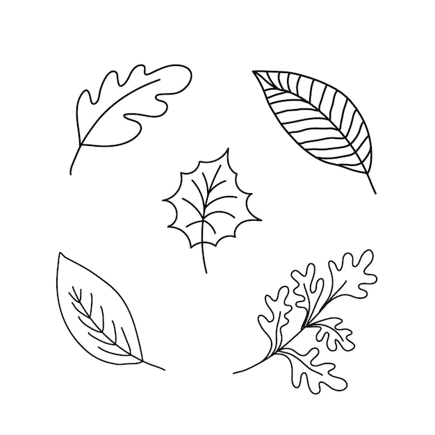 Doodle autumn leaves set Fall leaf nature icons over white background Nature floral symbol collection