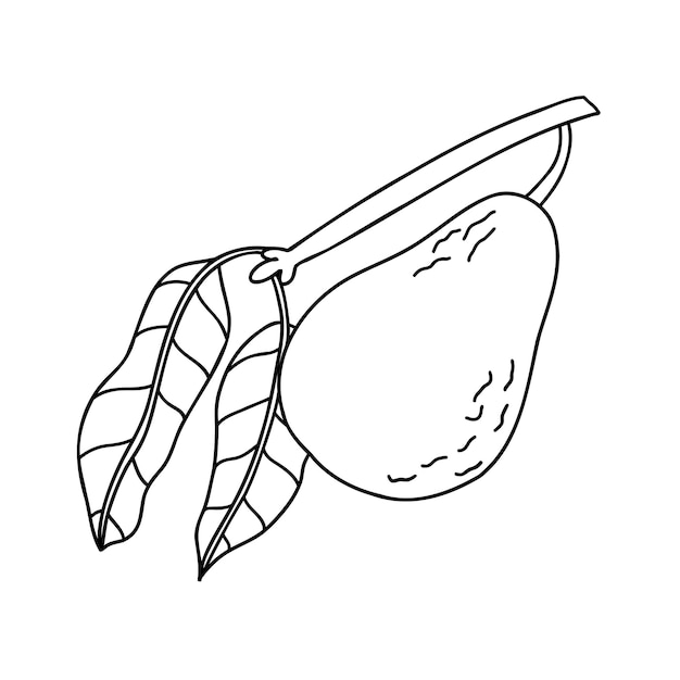 Doodle avocado met tak en bladeren hand getekende vectorillustratie