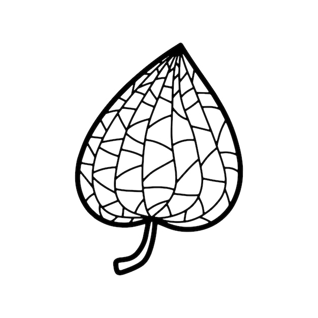 Doodle black line physalis fruit vector illustration