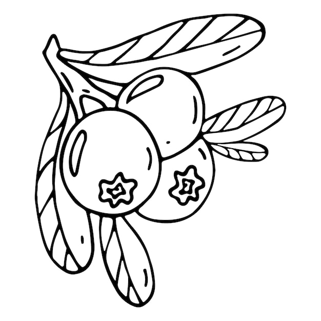 doodle blueberry illustration