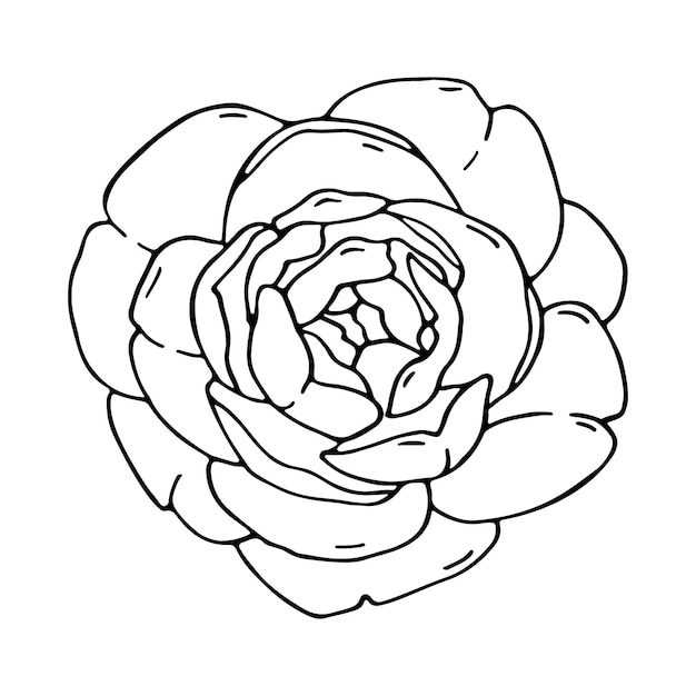 Doodle camellia flower