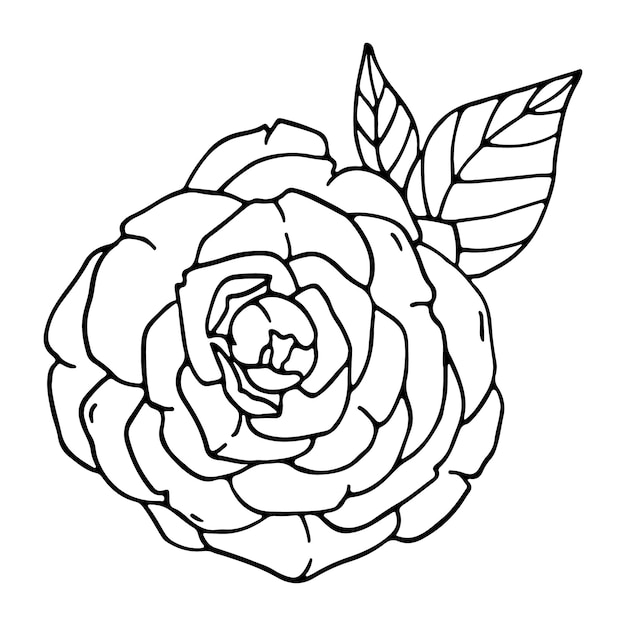 Doodle camellia flower