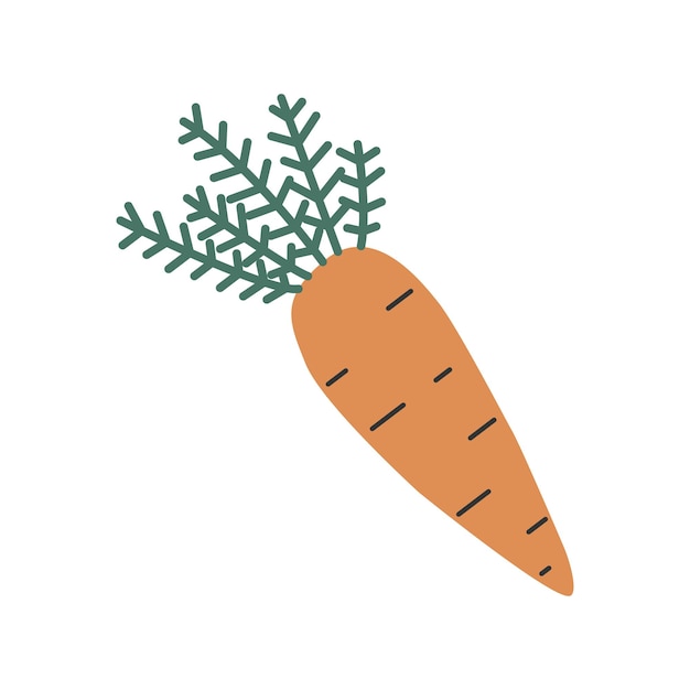 Doodle carrot with tops Vector clipart