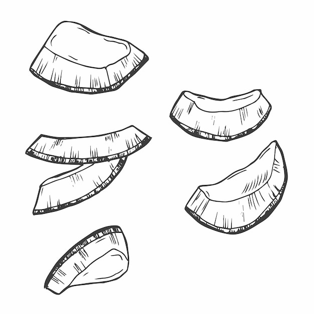 Doodle coconut slices and pieces ink sketch