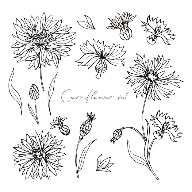 Doodle Cornflower set. Black on white. Design for cosmetics and perfumery. Vector illustration