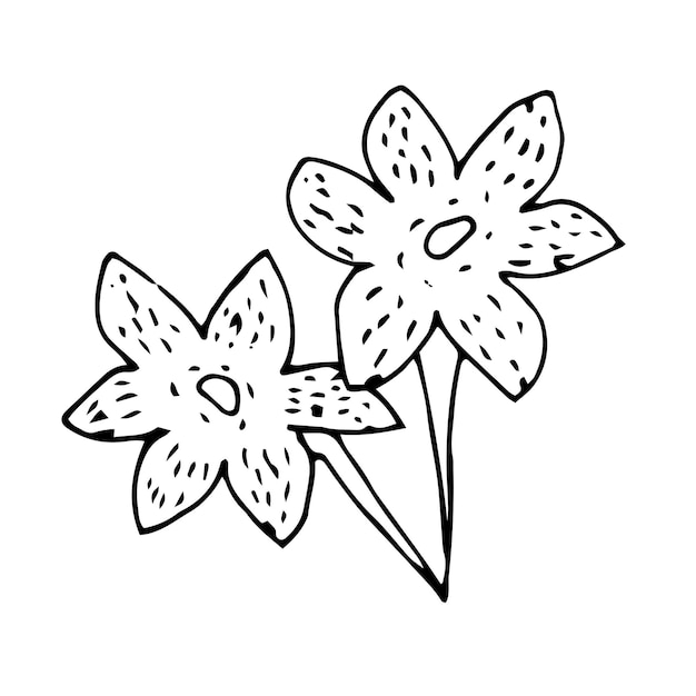 Vector doodle drawing of garden tobacco blossom flowers