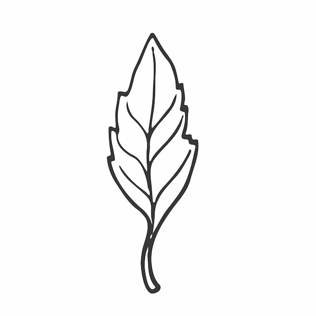 Doodle forest leaf. Hand drawn vector lineart.