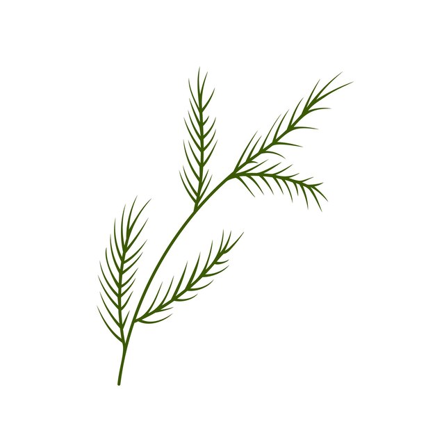 Doodle green twigs coniferous herringbone fir pine branch needles element Vector illustration