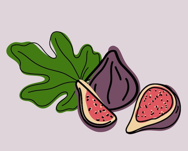 Doodle or hand drawing figs whole and slice with green leaf. Vector illustration