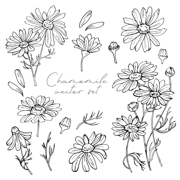 Doodle hand-drawn chamomile set. black on white. flower decoration. vector illustration