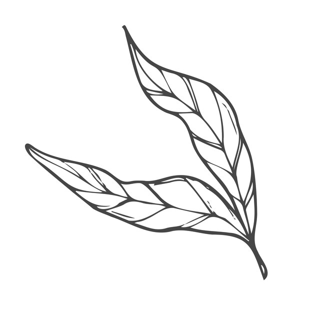 Doodle hand drawn tree branch with leaves on white background Isolated vector