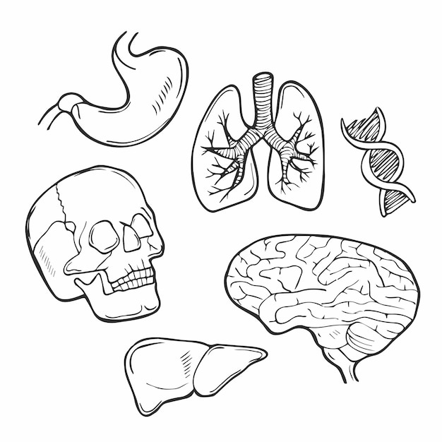 Vector doodle human body icon set organs vector sketch illustration collection