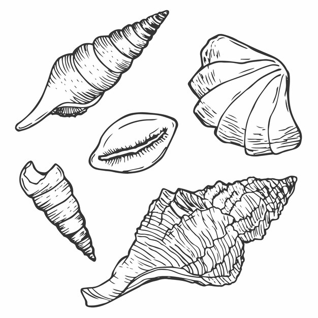 Doodle inkt Seashells vector set Hand getekende illustratie op witte achtergrond