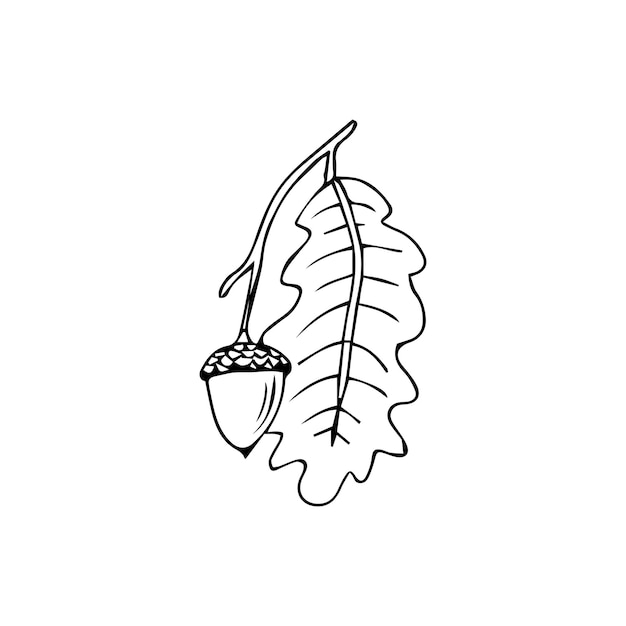 Doodle is an icon of the fruits and leaves of an oak tree. Contour image of an acorn.