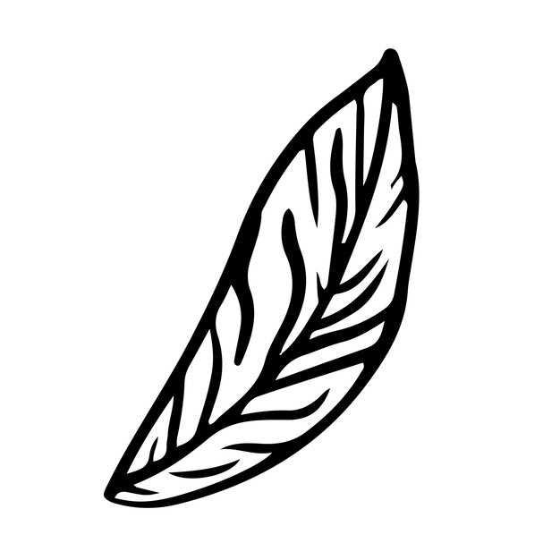 Doodle leaf on isolated white background. Forest leaves. Vector illustration.