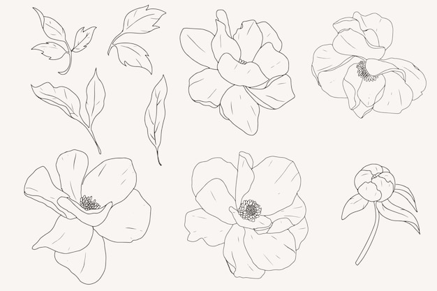 Collezione di elementi di fiori di peonia arte linea doodle