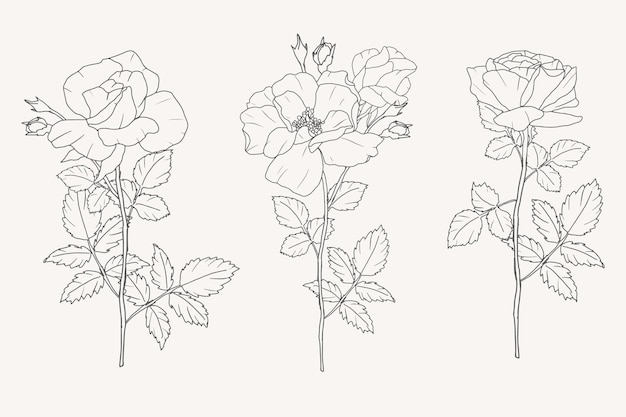 Collezione di elementi di bouquet di fiori di rosa doodle line art