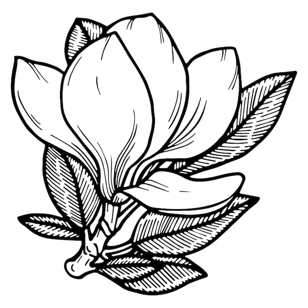 Vettore doodle fiore di magnolia
