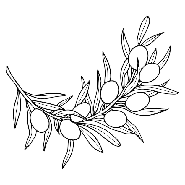 Doodle illustrazione di ramo d'ulivo