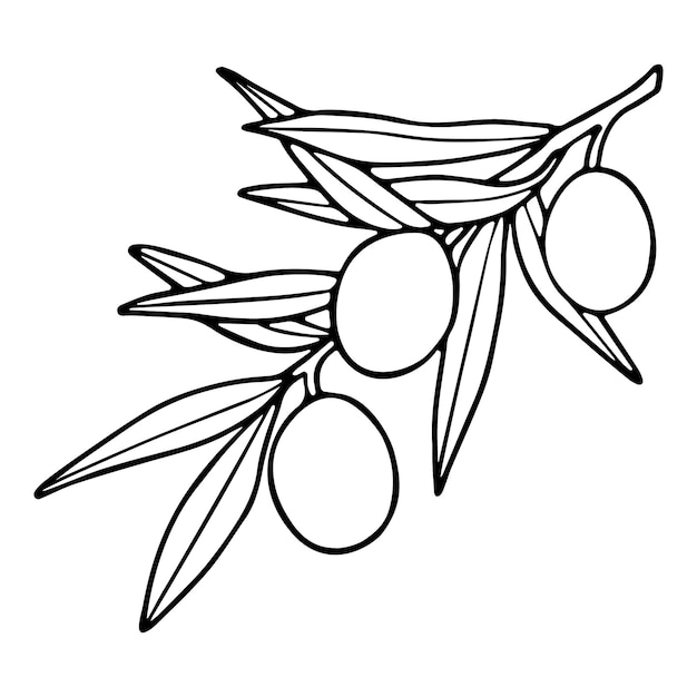 Doodle olive branch illustration