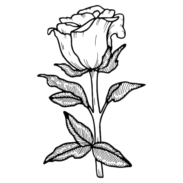 Doodle rose illustration