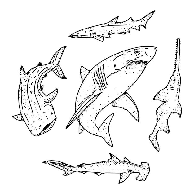 Doodle shark fish line art element clipart