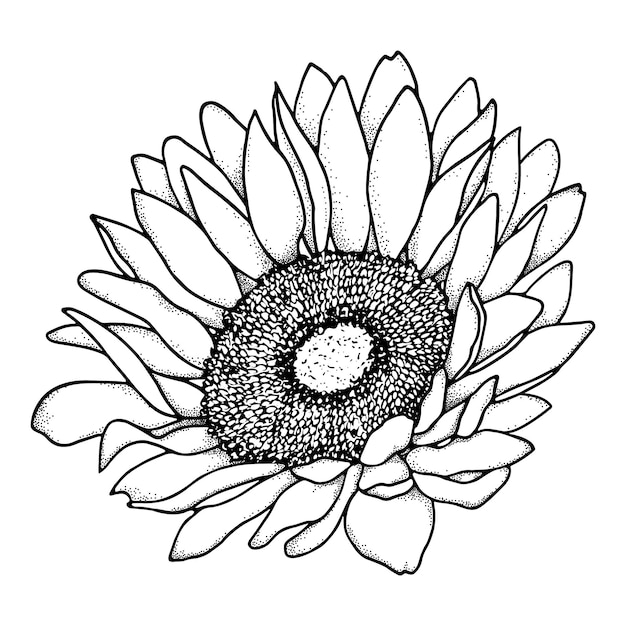 Amazon.com : Simply Inked Sunflower Temporary Tattoo Pack of 5, Size: 2.5 x  4 inch l Black l : Beauty & Personal Care