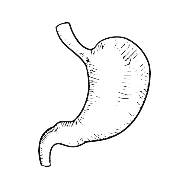 Doodle van anatomische maag geïsoleerd op een witte achtergrond. menselijk orgaan. hand getekende vectorillustratie.