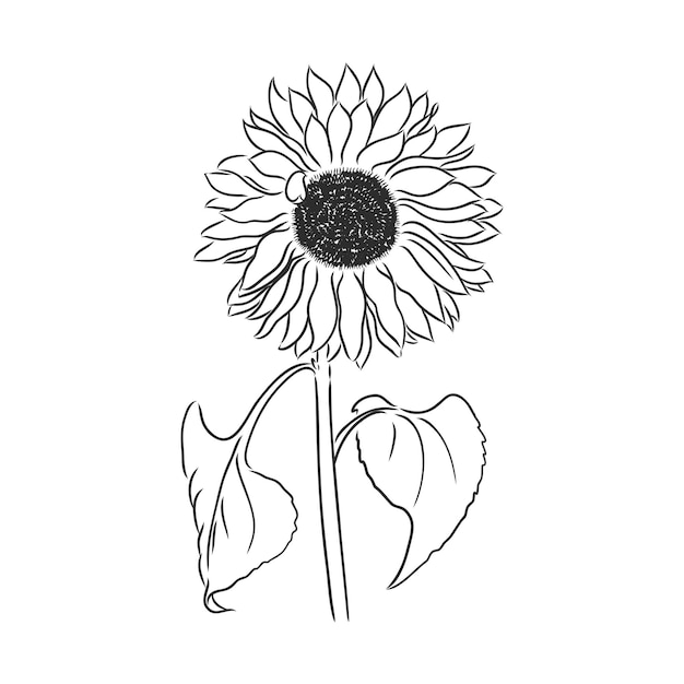 Doodle zonnebloem contour geïsoleerd op een witte achtergrond zonnebloem vector schets op een witte background