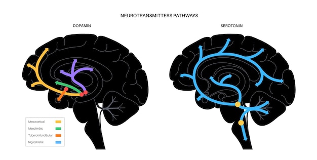 人間の脳におけるドーパミンとセロトニンホルモンの経路。モノアミン神経伝達物質フラットベクター