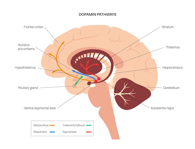 Dopamine pathway in the human brain. Monoamine neurotransmitter. Motor control vector illustration