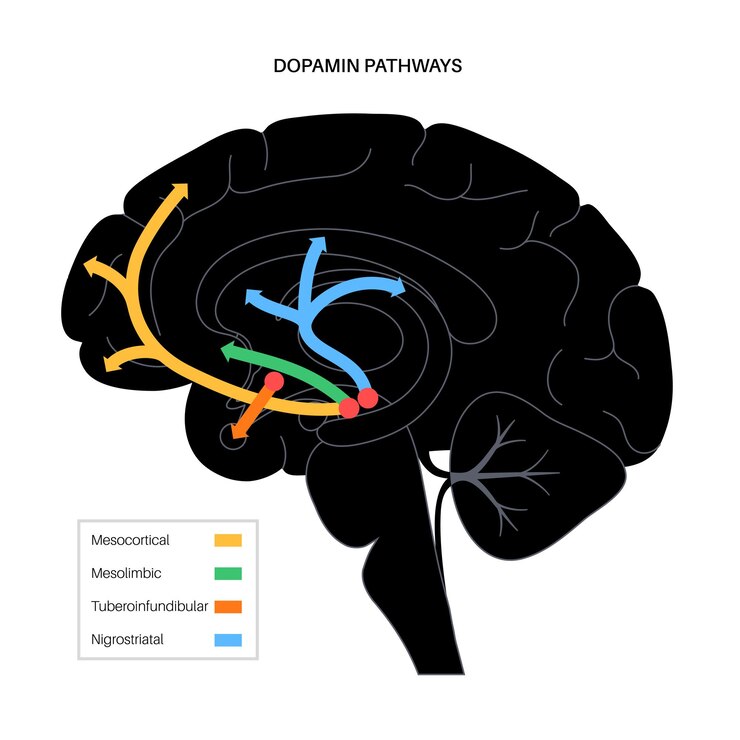 Vector dopamine pathway in the human brain. monoamine neurotransmitter. motor control vector illustration
