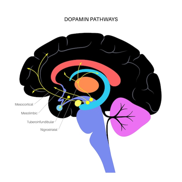 Dopamine-route in het menselijk brein. monoamine neurotransmitter. motorbesturing vectorillustratie