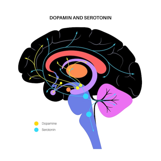 Via degli ormoni della dopamina e della serotonina nel cervello umano. vettore piatto del neurotrasmettitore della monoammina