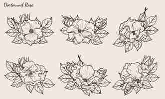 Vector dortmund rose vector set by hand drawing.
